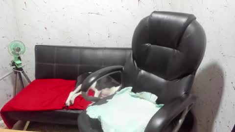 Snapshot of _ace_ventura chatting on 7, 3, 2026 ---- online show from 7, 3, 2026