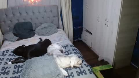 Snapshot of _azalea_65 chatting on 11, 9, 2025 _azalea_65 online show from 11, 9, 2025