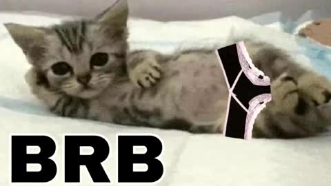 miko3 online show from 31, 3, 2026