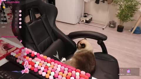 Alis online show from 15, 12, 2025