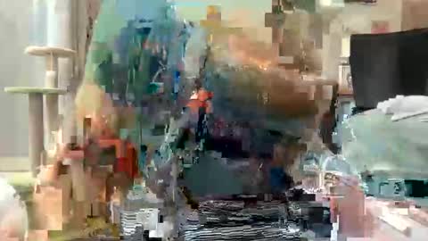 Akira Zay online show from 1, 3, 2026