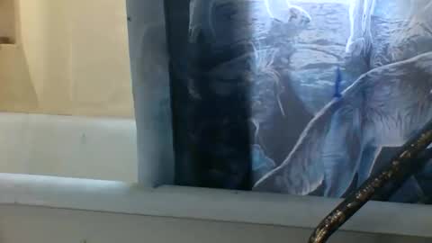 allwolf0323 online show from 6, 11, 2025