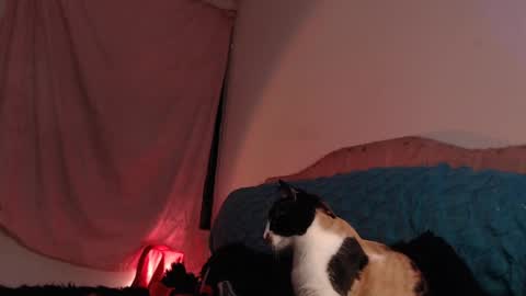 Ally online show from 28, 2, 2025