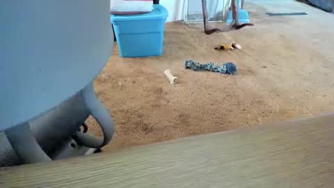 armalite16 online show from 12, 10, 2025