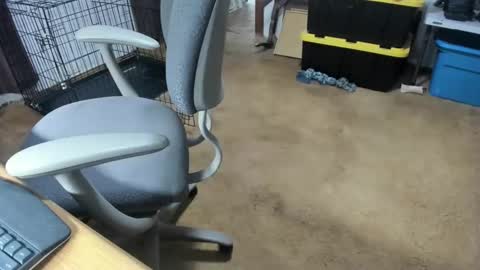 armalite16 online show from 16, 1, 2026