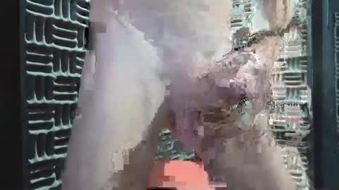 aussieraz online show from 16, 12, 2024