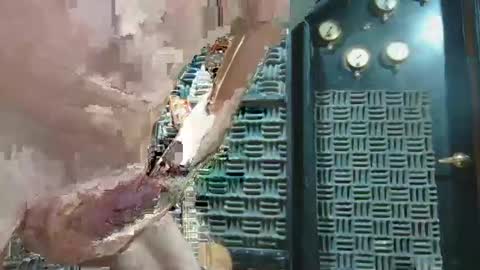 aussieraz online show from 16, 12, 2024