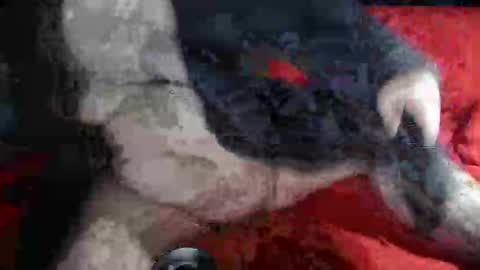 Snapshot of biggrey66 chatting on 14, 12, 2024 biggrey66 online show from 14, 12, 2024