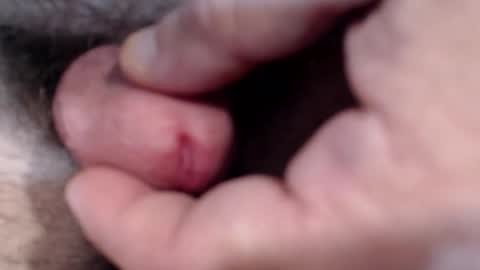 bobswan online show from 29, 1, 2025