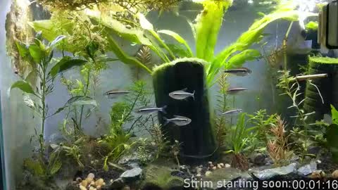 Booker Baxton online show from 16, 12, 2025