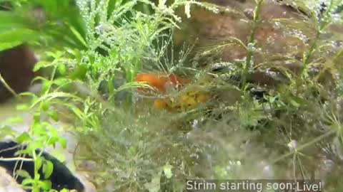 Booker Baxton online show from 21, 3, 2026