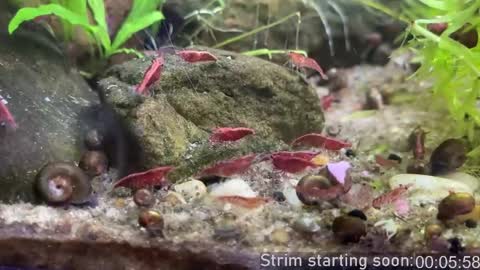 Booker Baxton online show from 8, 4, 2026