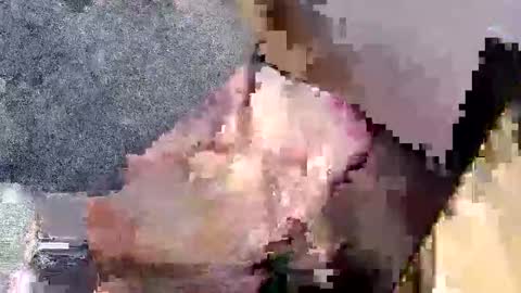 bossram160 online show from 27, 9, 2025