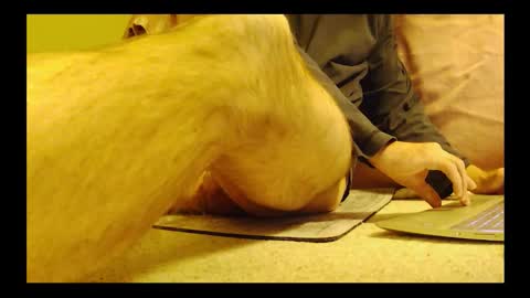 brode3 online show from 6, 1, 2026