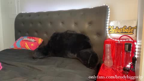 Brody Biggs online show from 30, 11, 2025