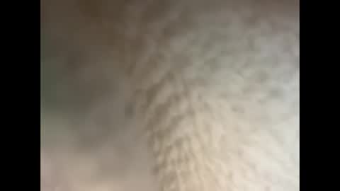 bull cub online show from 5, 12, 2024