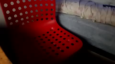 bullspain27266272 online show from 26, 1, 2025