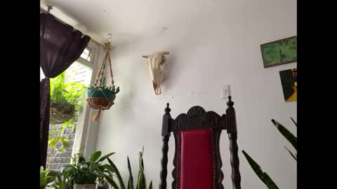  Camille   online show from 8, 11, 2025