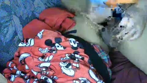 Snapshot of cancer7777 chatting on 4, 3, 2025 7777 online show from 4, 3, 2025