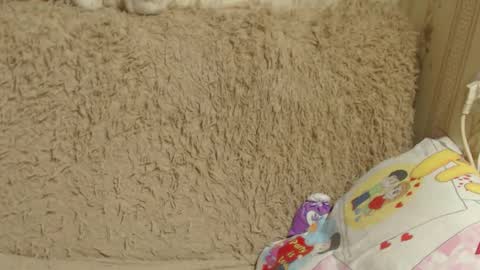 say meow and send tip  online show from 26, 12, 2024