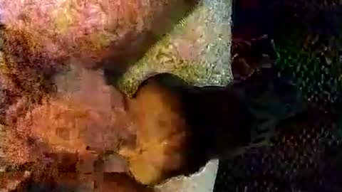 catdaddy179057 online show from 6, 3, 2026