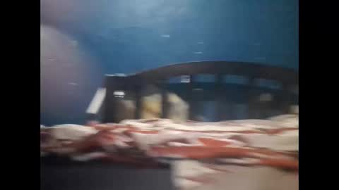 Snapshot of champeemkuu13 chatting on 20, 12, 2024 Khalif online show from 20, 12, 2024