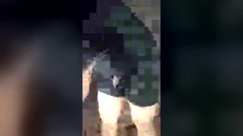 Snapshot of chrisalejandr0896 chatting on 3, 7, 2026 chrisalejandr0896 online show from 3, 7, 2026