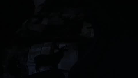 cooley77701 online show from 5, 2, 2026