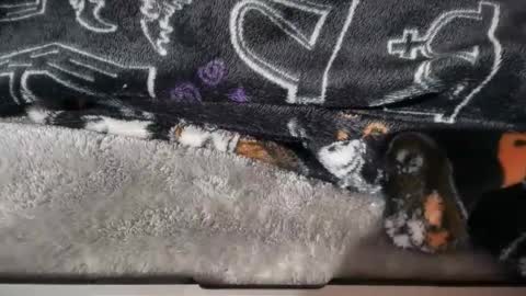 dabangaz4life online show from 17, 1, 2026