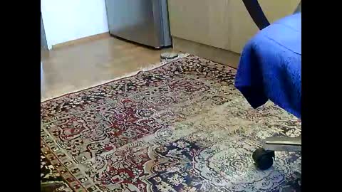 Snapshot of dammerl6 chatting on 5, 12, 2024 Dammerl online show from 5, 12, 2024