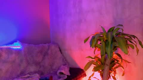 danita_veelz online show from 5, 6, 2026