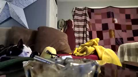 Snapshot of daryltasha8191 chatting on 20, 1, 2025 daryltasha8191 online show from 20, 1, 2025