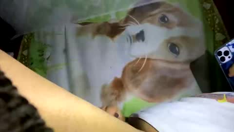 davzsoher online show from 10, 1, 2025