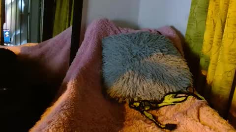 Snapshot of dember_osohot chatting on 9, 3, 2025 dember_osohot online show from 9, 3, 2025