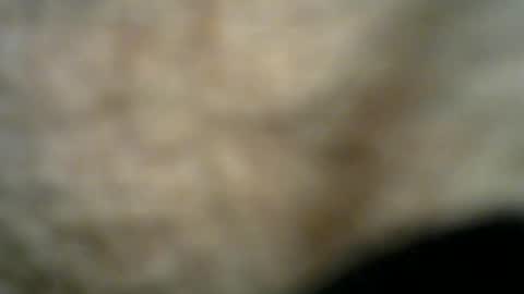 Bob online show from 26, 7, 2026