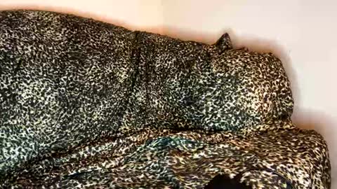 dove_love22 online show from 10, 11, 2025