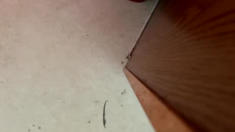 dragonman1219 online show from 13, 1, 2025