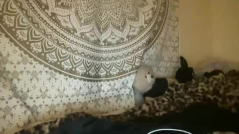 ur dream girl online show from 9, 4, 2026