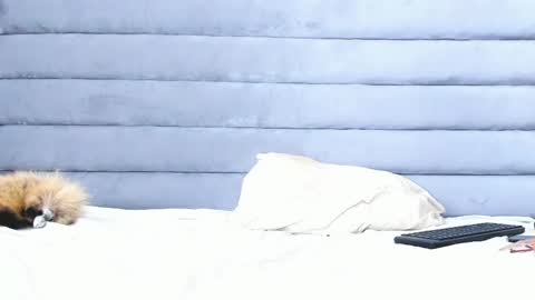 elaisaprincess online show from 11, 2, 2025