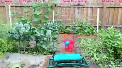 Snapshot of ells_palace chatting on 22, 7, 2026 Ella Bella Bo Bella online show from 22, 7, 2026