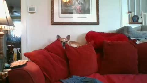 Snapshot of falconbator8 chatting on 3, 12, 2024 falconbator8 online show from 3, 12, 2024