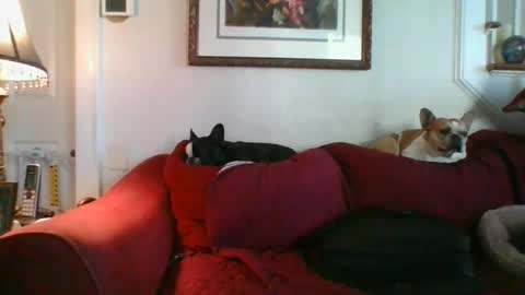 Snapshot of falconbator8 chatting on 9, 12, 2024 falconbator8 online show from 9, 12, 2024