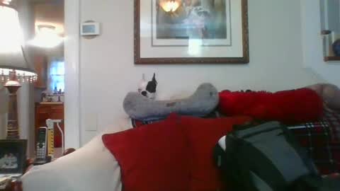 Snapshot of falconbator8 chatting on 1, 1, 2025 falconbator8 online show from 1, 1, 2025