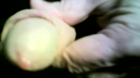 felicaste online show from 17, 4, 2026