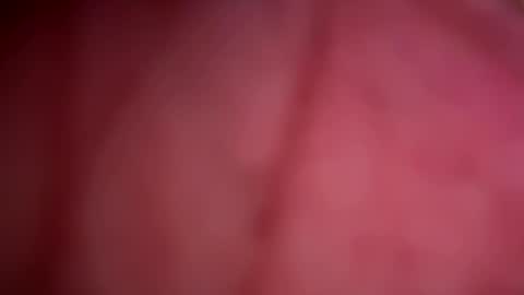 Snapshot of forbiddenalpha chatting on 13, 5, 2026 ForbiddenAlpha online show from 13, 5, 2026