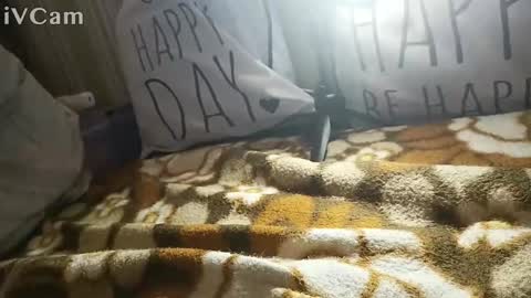 Snapshot of gatodes6116291 chatting on 30, 10, 2025 gatodes6116291 online show from 30, 10, 2025