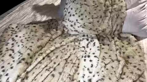 Snapshot of giaa4everr chatting on 7, 11, 2025 Giaa4ever online show from 7, 11, 2025