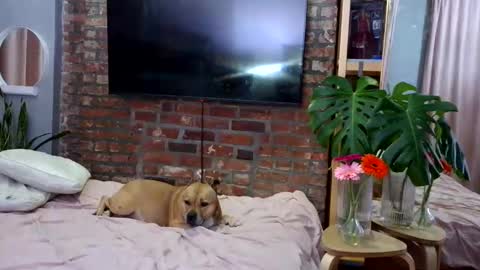 Goodess Jojo online show from 4, 4, 2026