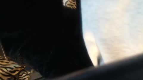 Snapshot of helvella chatting on 13, 4, 2026 Helvell online show from 13, 4, 2026