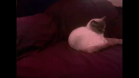 Snapshot of hopps28 chatting on 1, 3, 2025 hopps28 online show from 1, 3, 2025